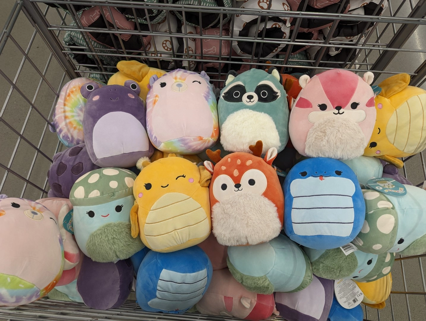 Bo Lynn the Mushroom Squishmallows Cottagecore, 5B 11.19.23 | SquadApp